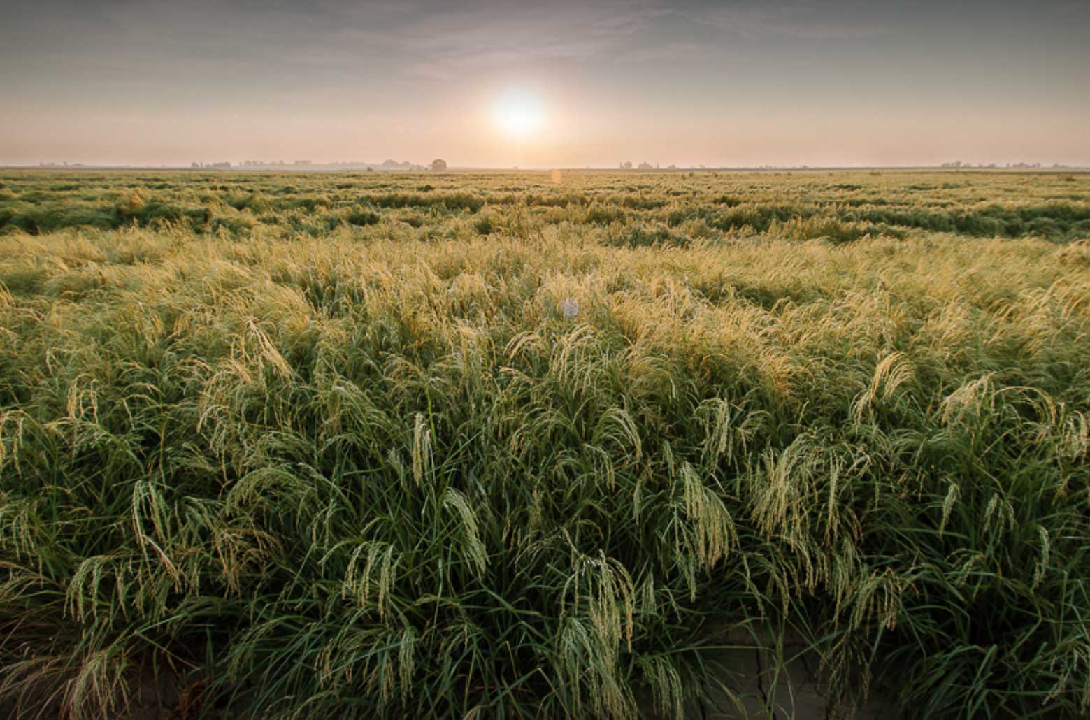 How The Teff Company Leverages NetSuite for Agriculture & Myers-Holum in their Growth Strategy